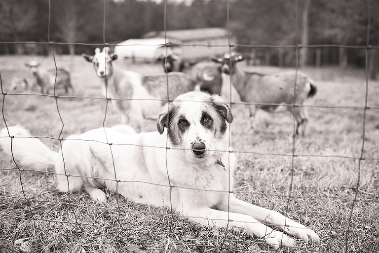 Livestock Guardian dog protecting goats at Living Water Farm